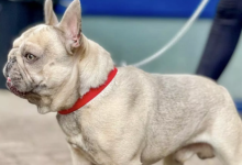 What age is ideal for French bulldog mating